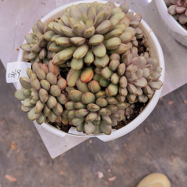 0869葡萄多肉植物