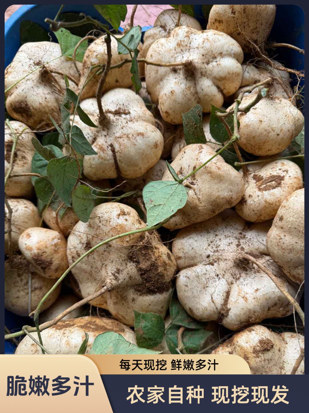 镇宁黄沙土自种贵州地萝卜凉薯地瓜清甜多汁脆嫩新鲜现挖现发