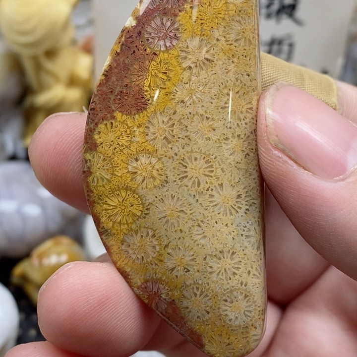 颈饰未镶嵌硅化珊瑚（珊瑚玉）