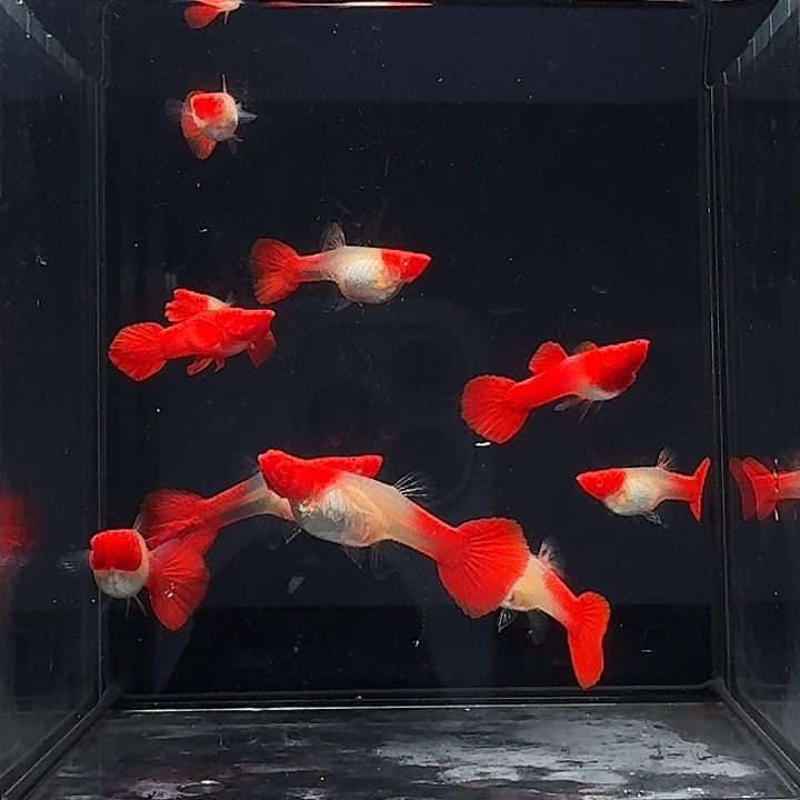 孔雀鱼10条鸿运当头