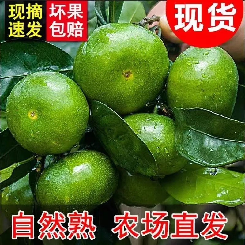 【坏果包赔】湖北宜昌青皮蜜桔子新鲜蜜橘应季水果孕妇酸爽多汁