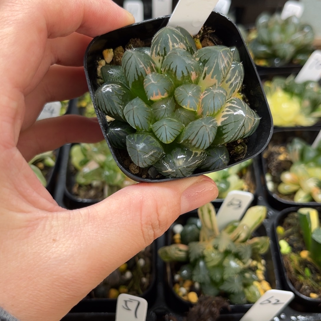 52龙爪玉露锦一物一拍