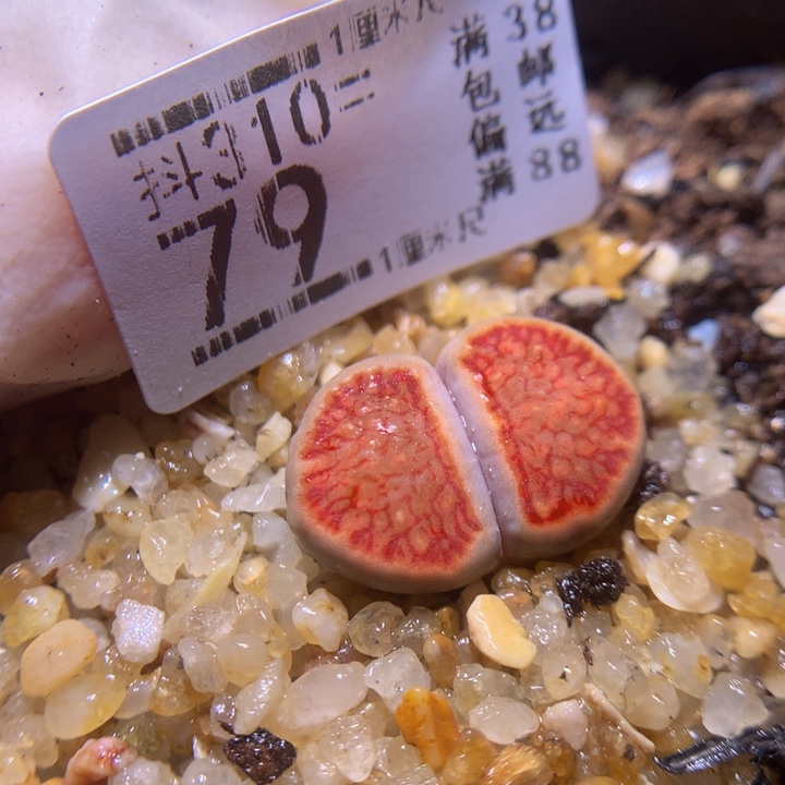 精品生石花多肉310.79