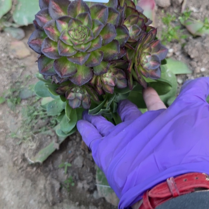 6856三号棚嫁接海王七彩O