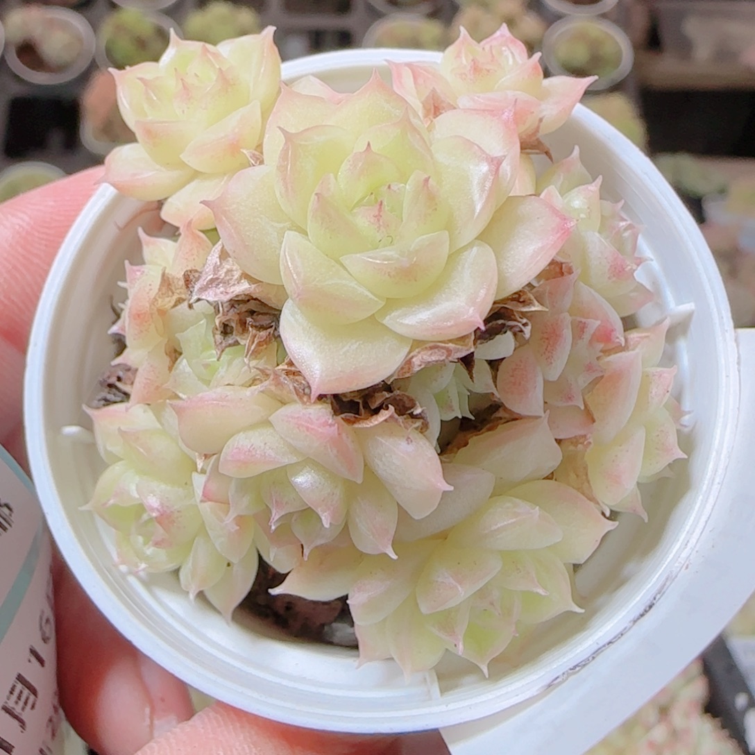 花语逸镜1116-234散