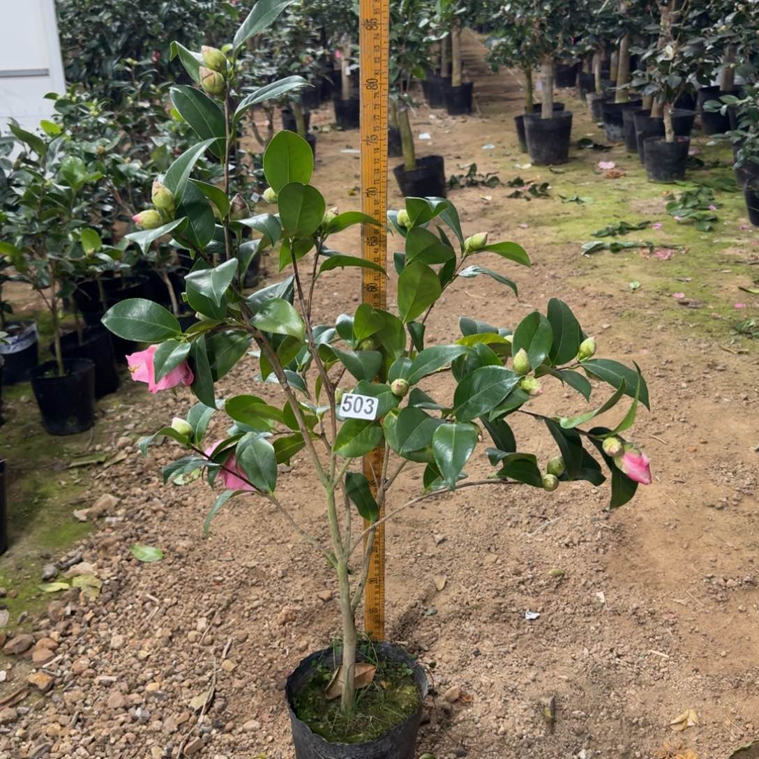 少量花朵（建议范围：2朵-5朵 或40%以下）503希利