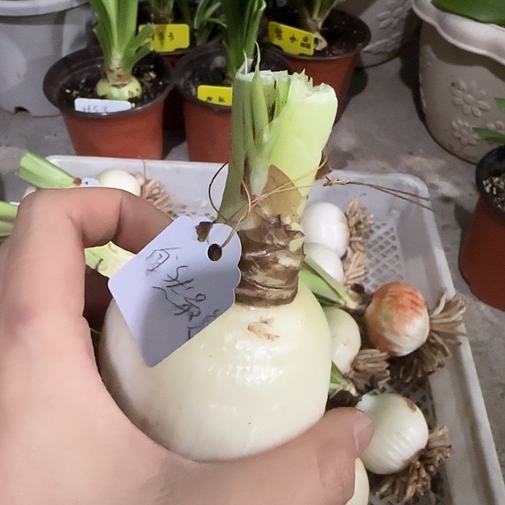 自然最美6.8cm小裸球发货