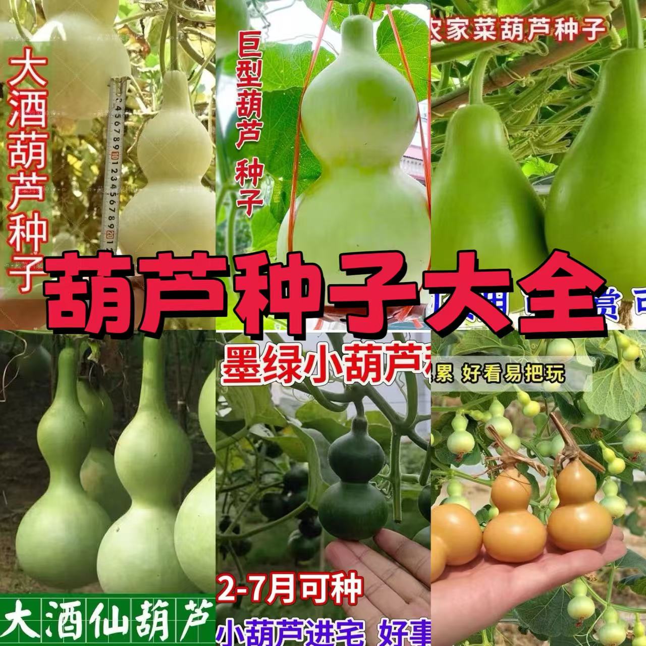 【全店满6包包邮】葫芦种子大全谭萌萌翻车后续南瓜种植巨型葫芦籽