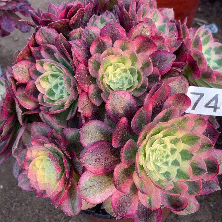 740多肉植物玉姿