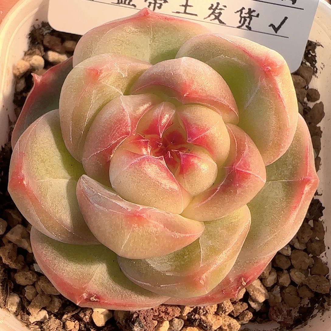 多肉1207-181钻石珍妮