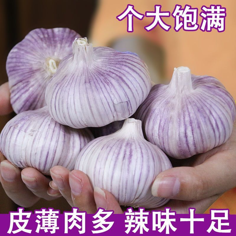 【超低价】山东金乡大蒜紫白皮干蒜农家可吃可种新蒜头1斤3斤5斤