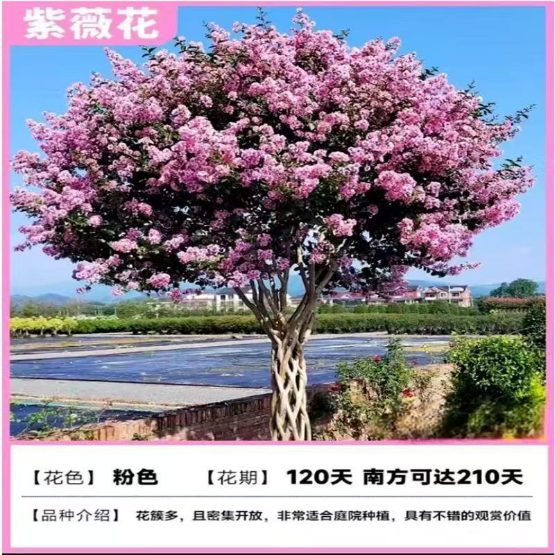 紫薇花树苗盆栽老桩大苗室外庭院花卉植物绿化四季开花小叶紫薇