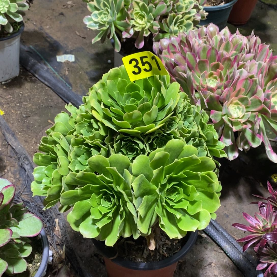 绿羊绒多肉法师351