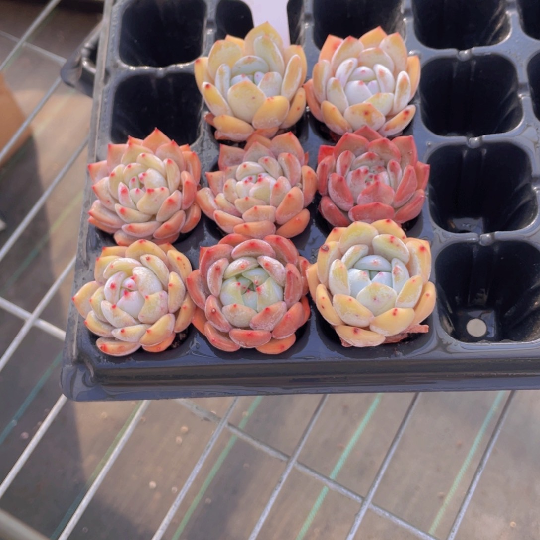 295号开播福利美肉八个