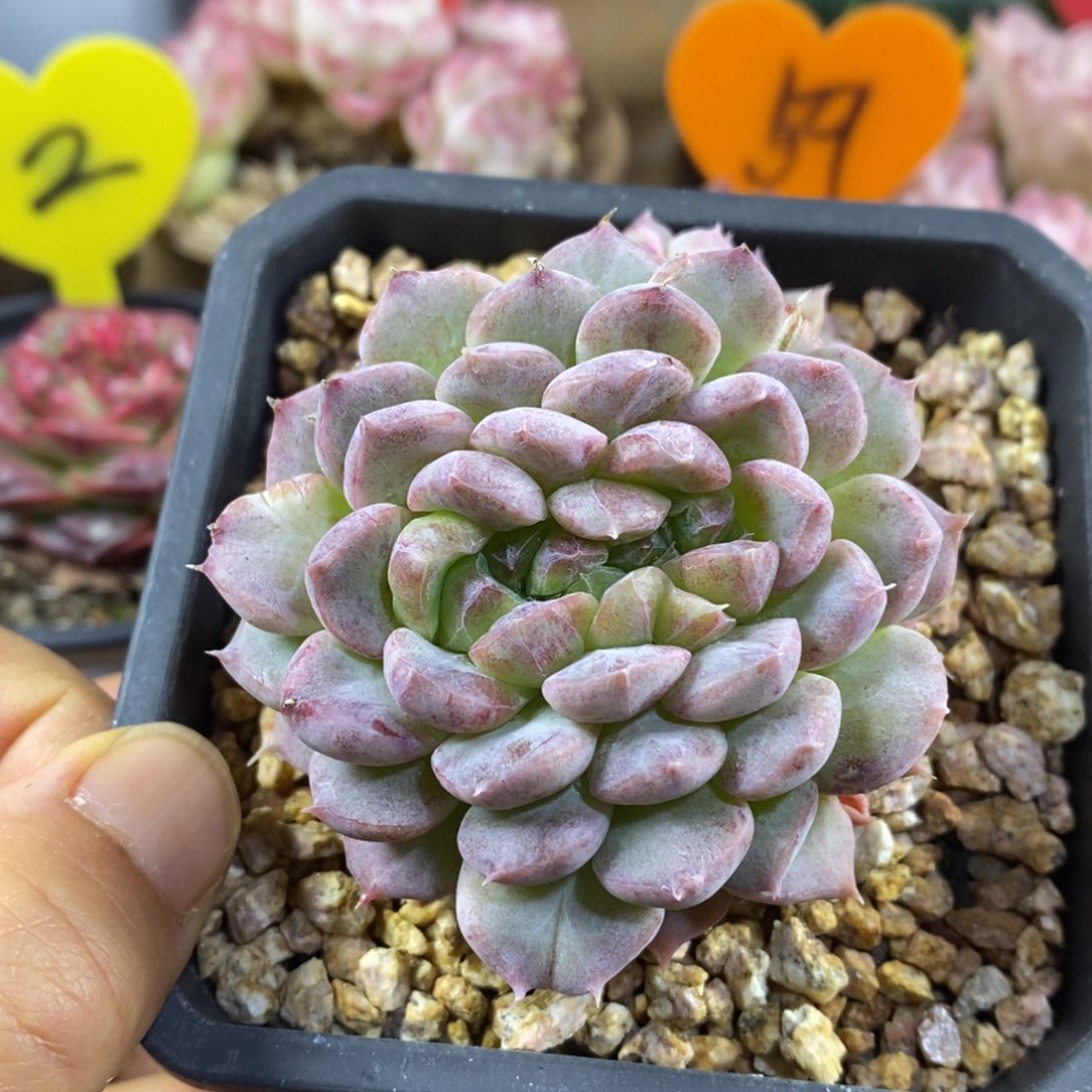 精品多肉一物一拍不包整91