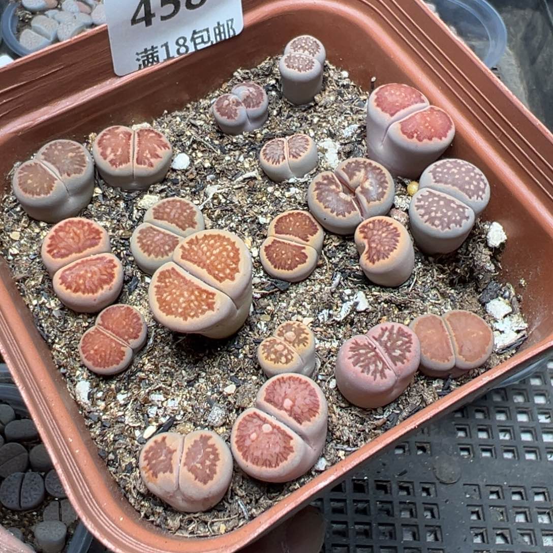 【闪购商品】 458。     