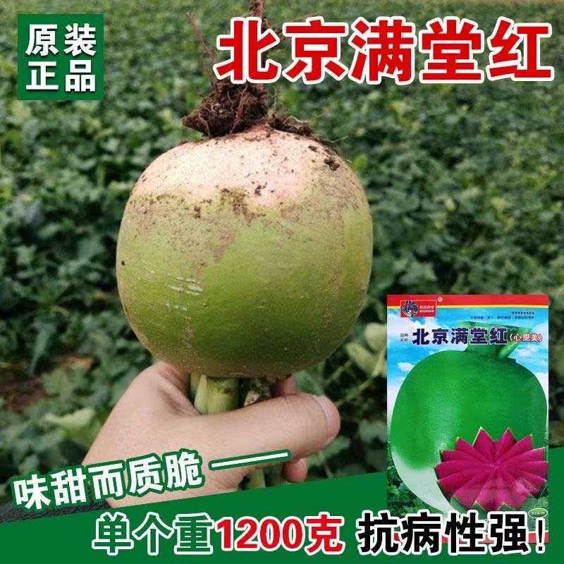 满堂红心里美萝卜种子秋冬季四季播菜种子大全蔬菜种子水果萝卜