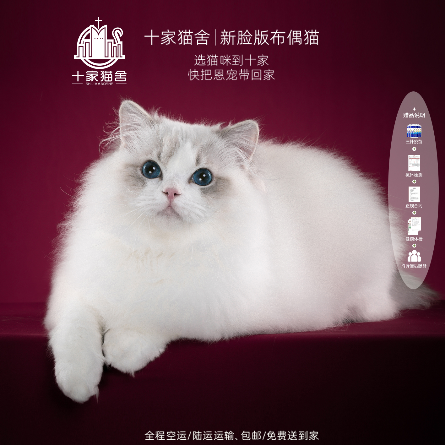 【十家猫舍】唐伯虎-弟弟 I新脸版布偶猫I猫咪活体