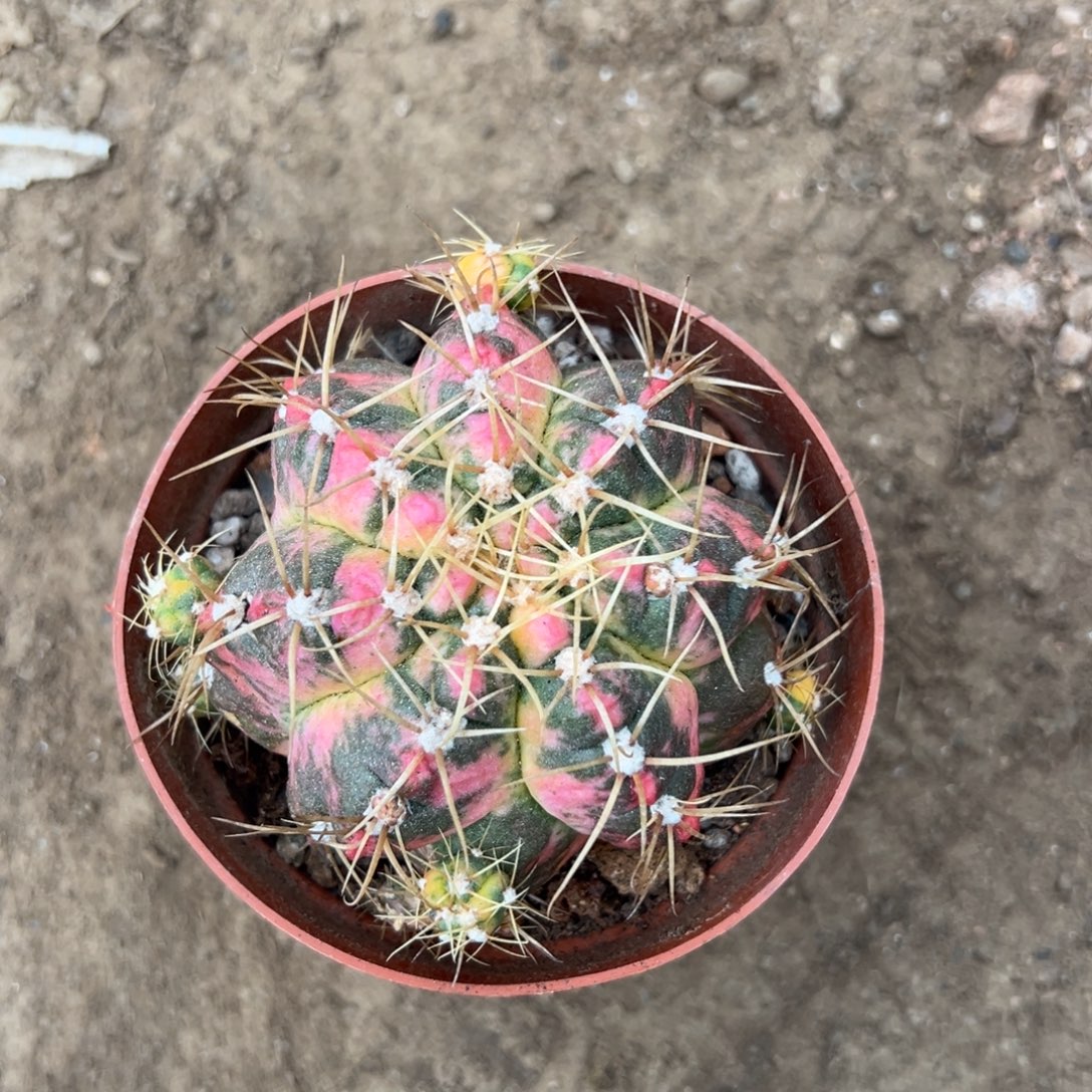 ^***^零零落落 零零落落