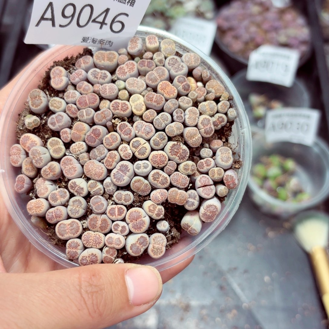 9046––零下地区需拍保温箱