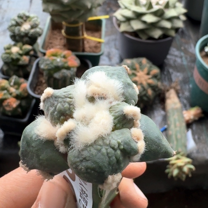 899蛋尤怒涛牡丹