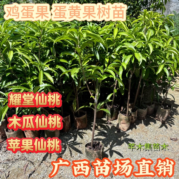 正宗耀堂仙桃 木瓜仙桃 苹果仙桃小叶大金刚鸡蛋果嫁接苗广西直发