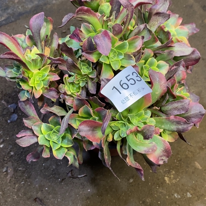 特斯拉多肉断头不包1653