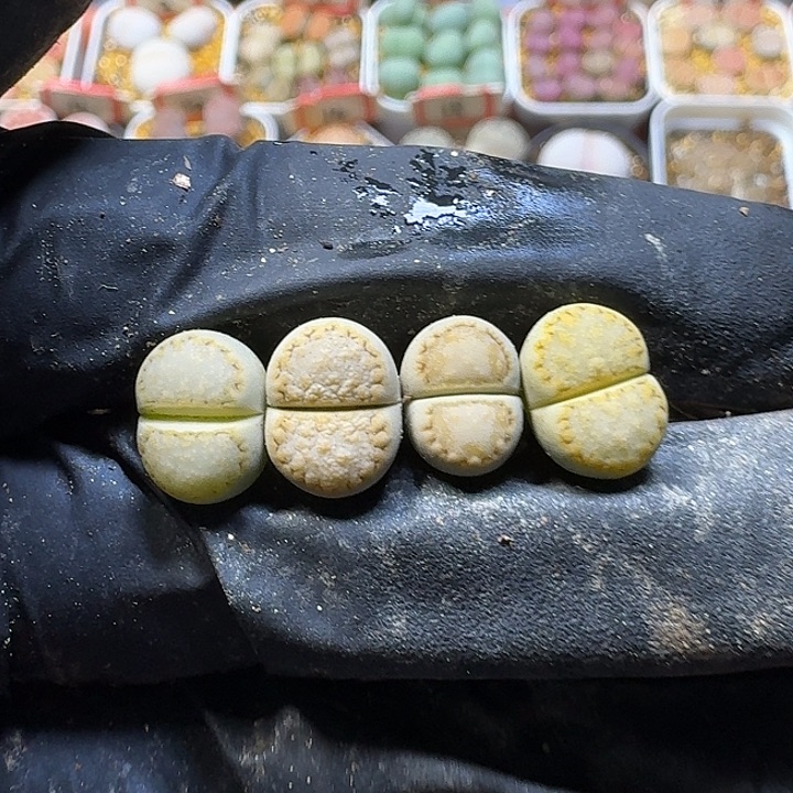 生石花1111122。  199