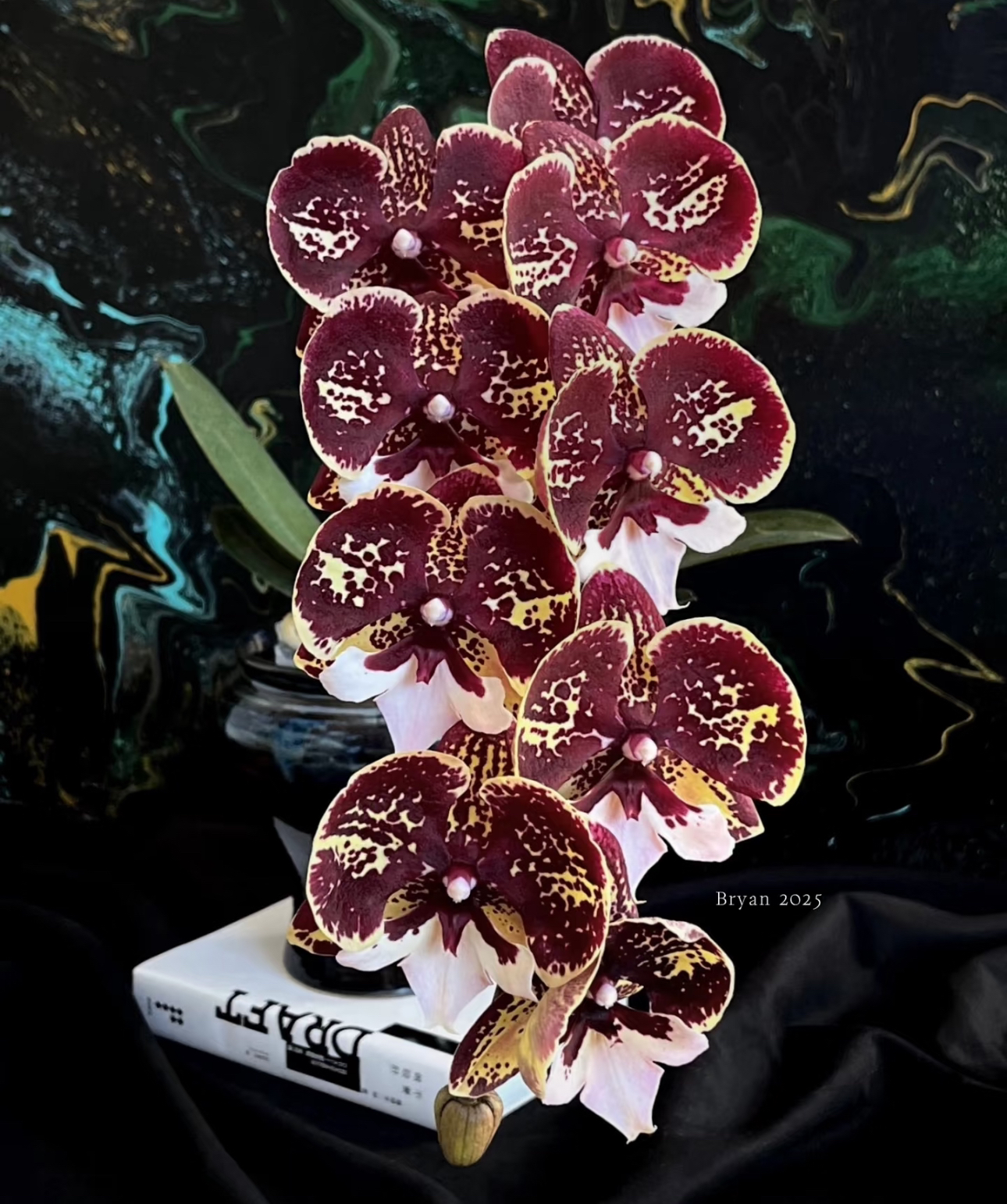 【金城琥珀】无花无梗苗 蝴蝶兰  3.5寸杯 （升杯六个月）