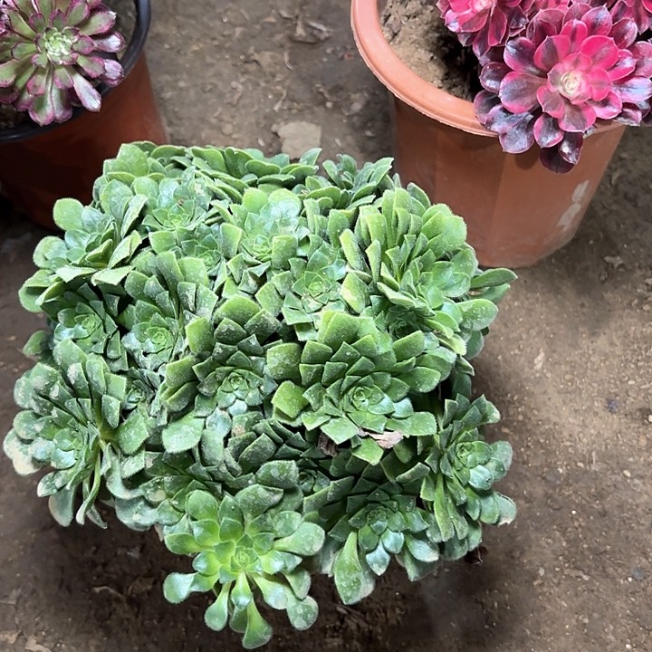 多肉植物假明镜53