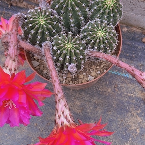 小****园仙人掌彩草一2摘花脱土发货