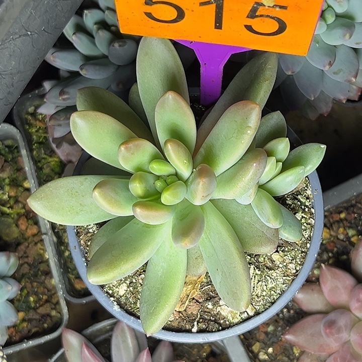 笑***@多肉植物橙色奇迹515