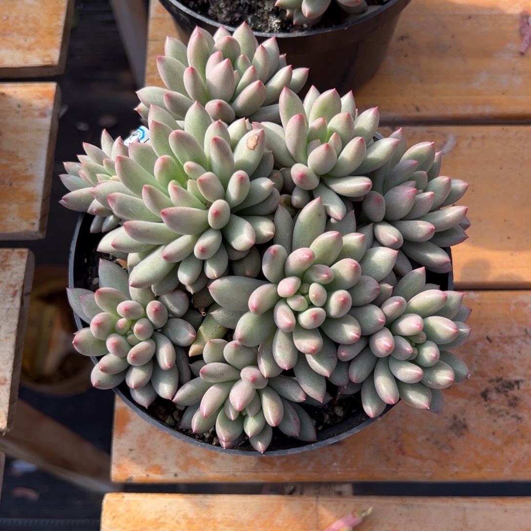 多肉岩字【非偏远地区满18包邮】