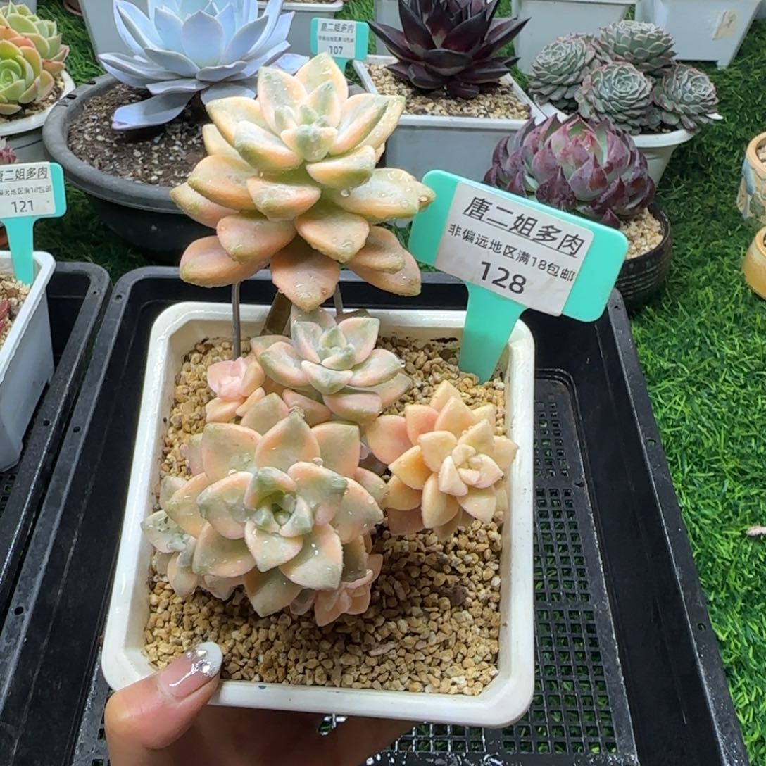 唐二姐多肉编号128