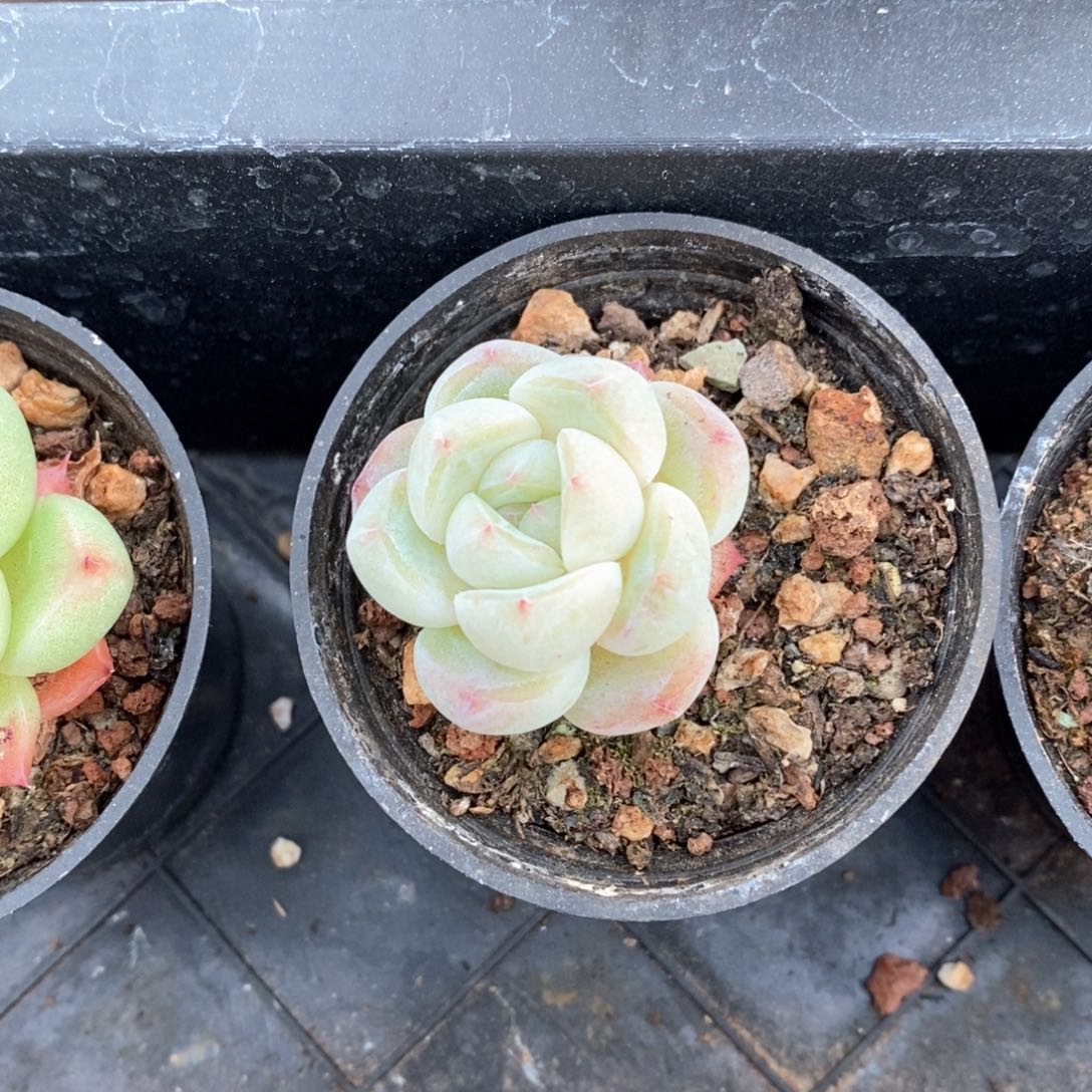 精品多肉一物一拍不包整207