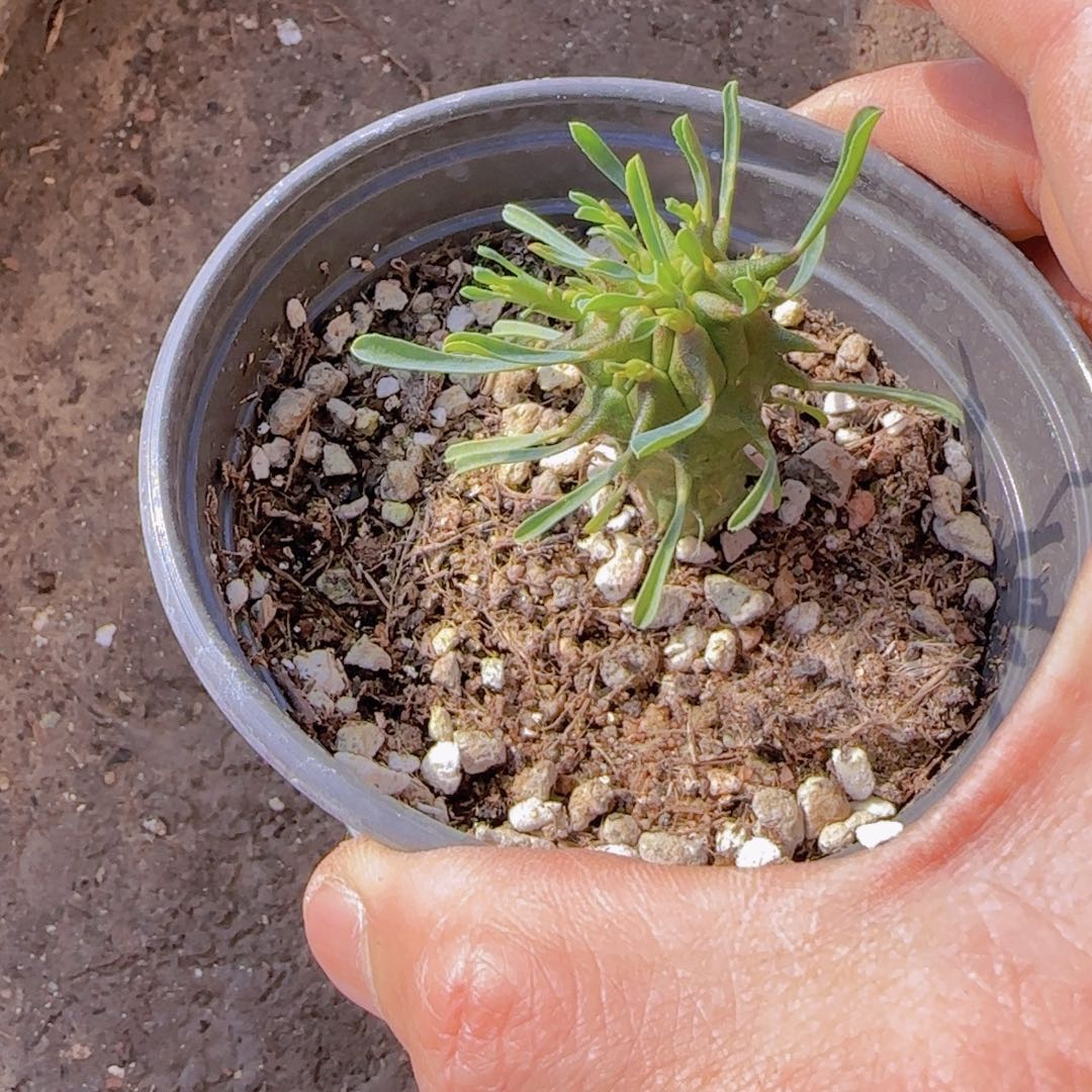 苹***兽块根植物块根植物