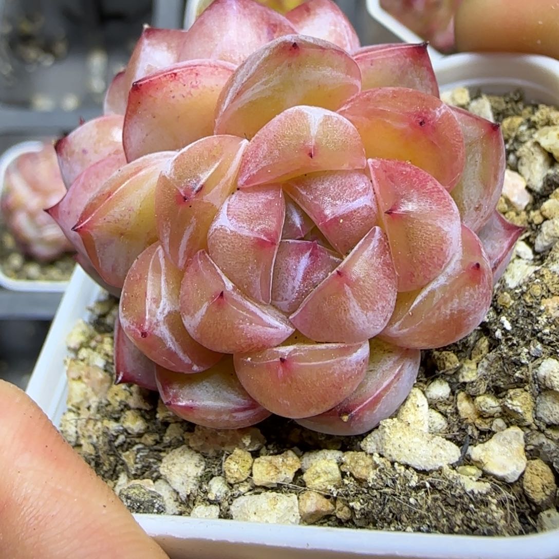 一物一拍砖石珍妮11232