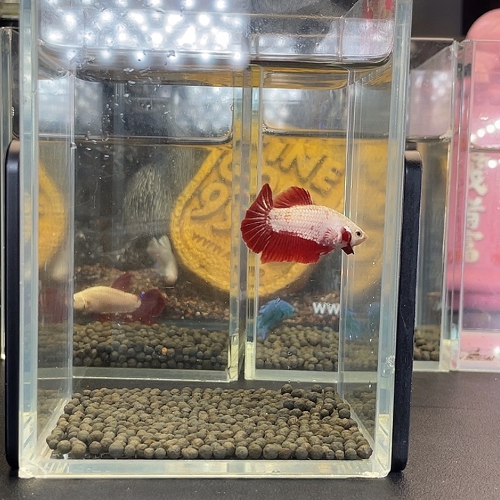 斗鱼22号923早红龙