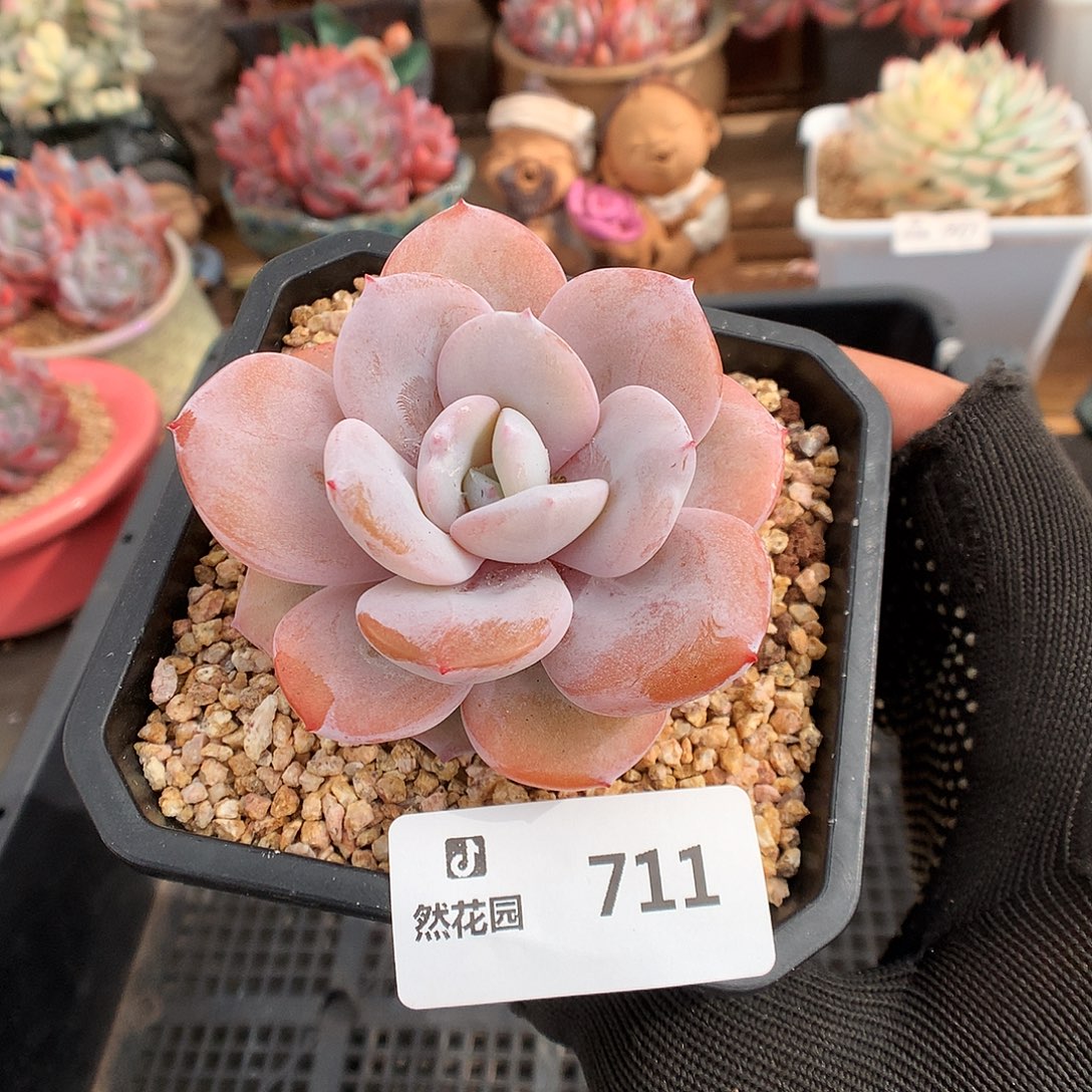 711奶茶多肉植物6666