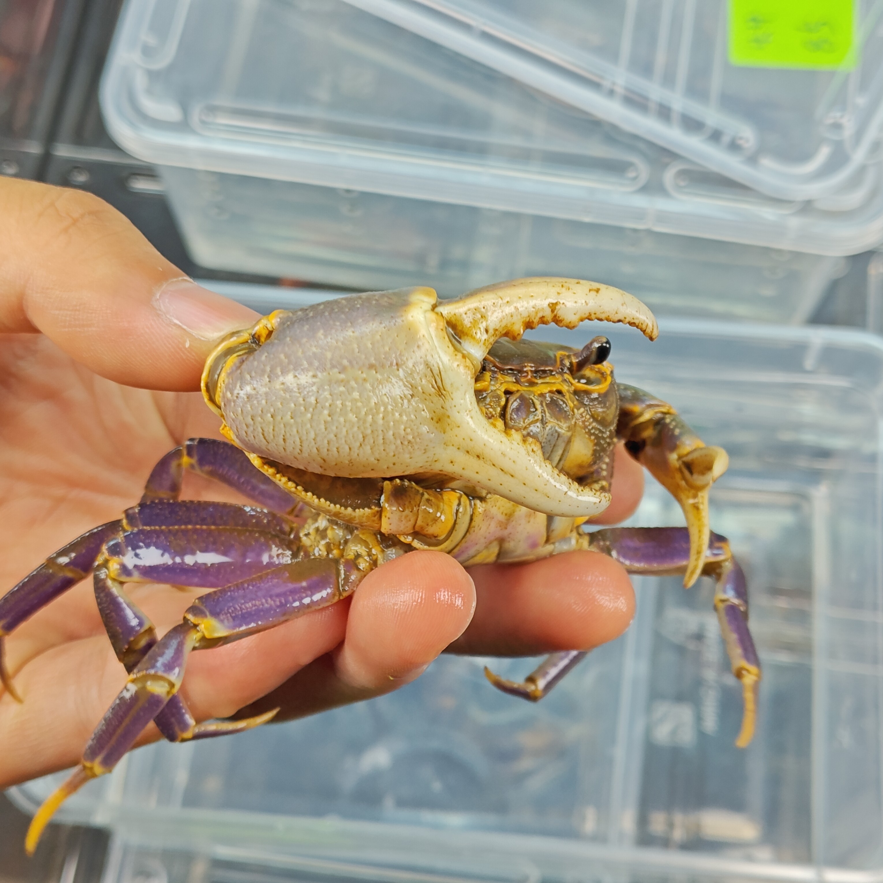 桌面宠物府城溪蟹观赏蟹