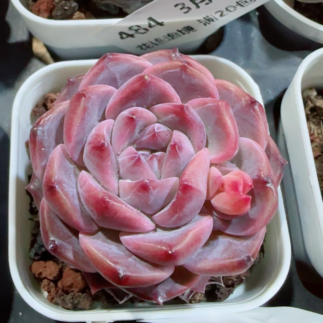花语逸镜0327-495