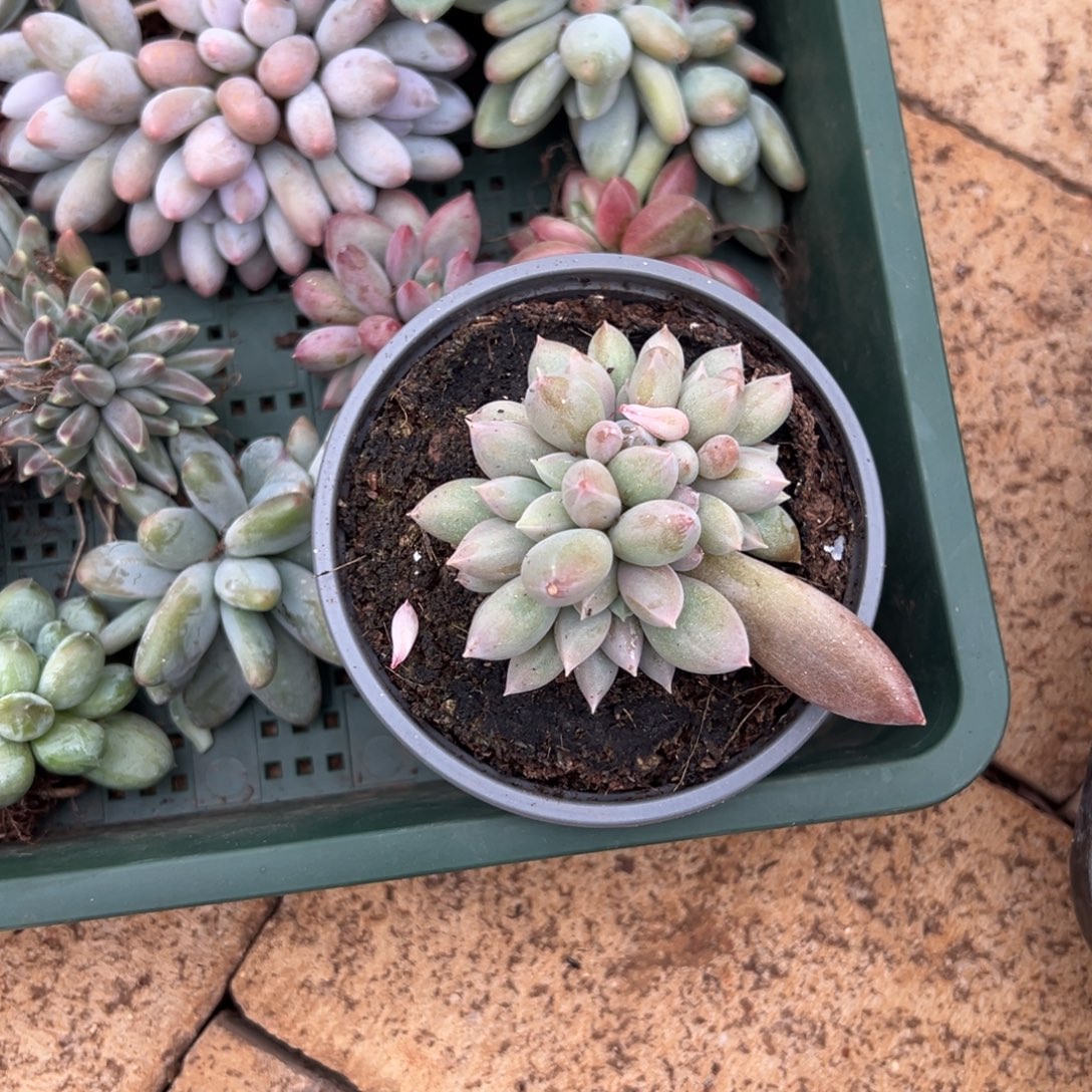 胖***胖胖胖不胖10。           