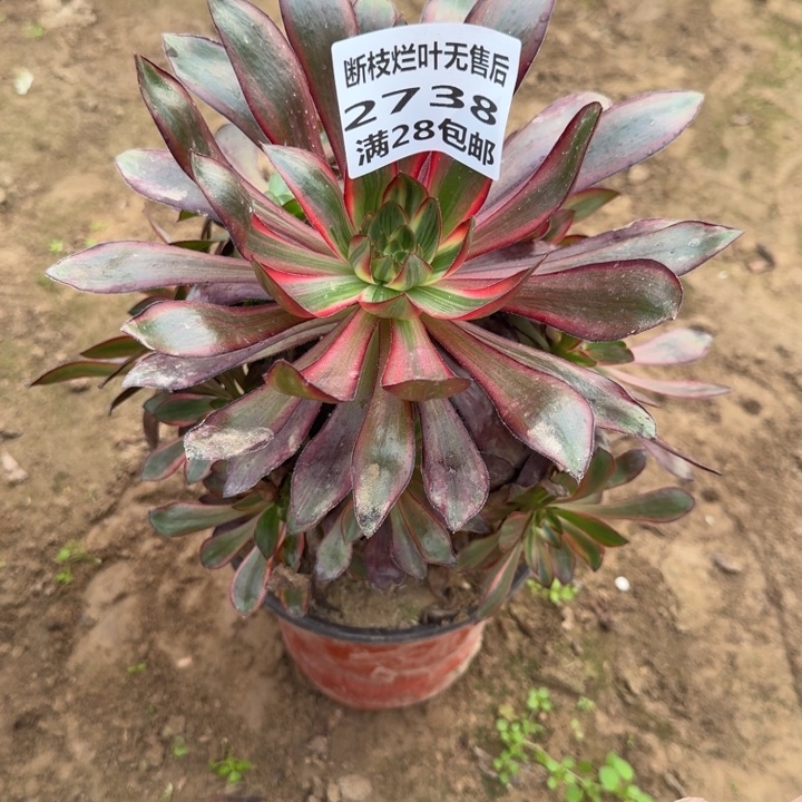 随***清2738二号棚多肉植物B