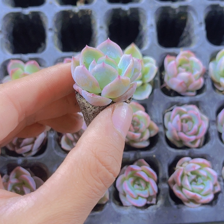 精品蔓越莓多肉植物