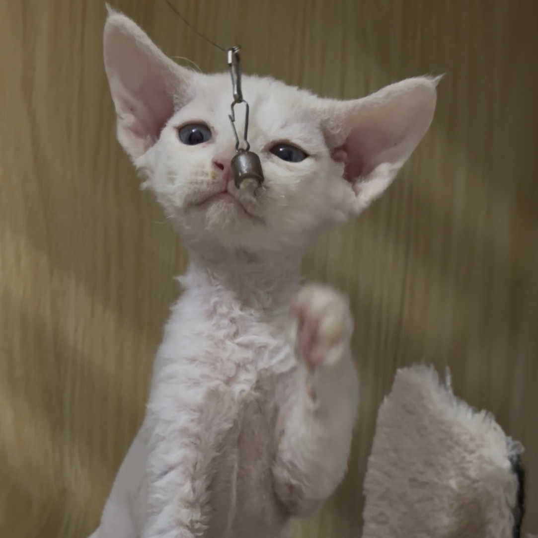 红重点德文弟弟德文卷毛猫活体猫幼崽