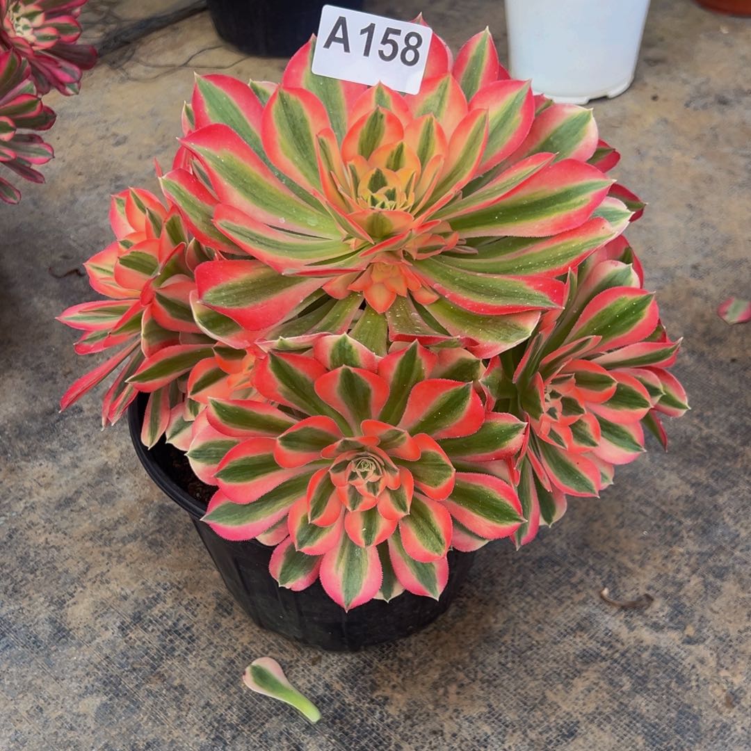 人***志无花朵粉色女巫158