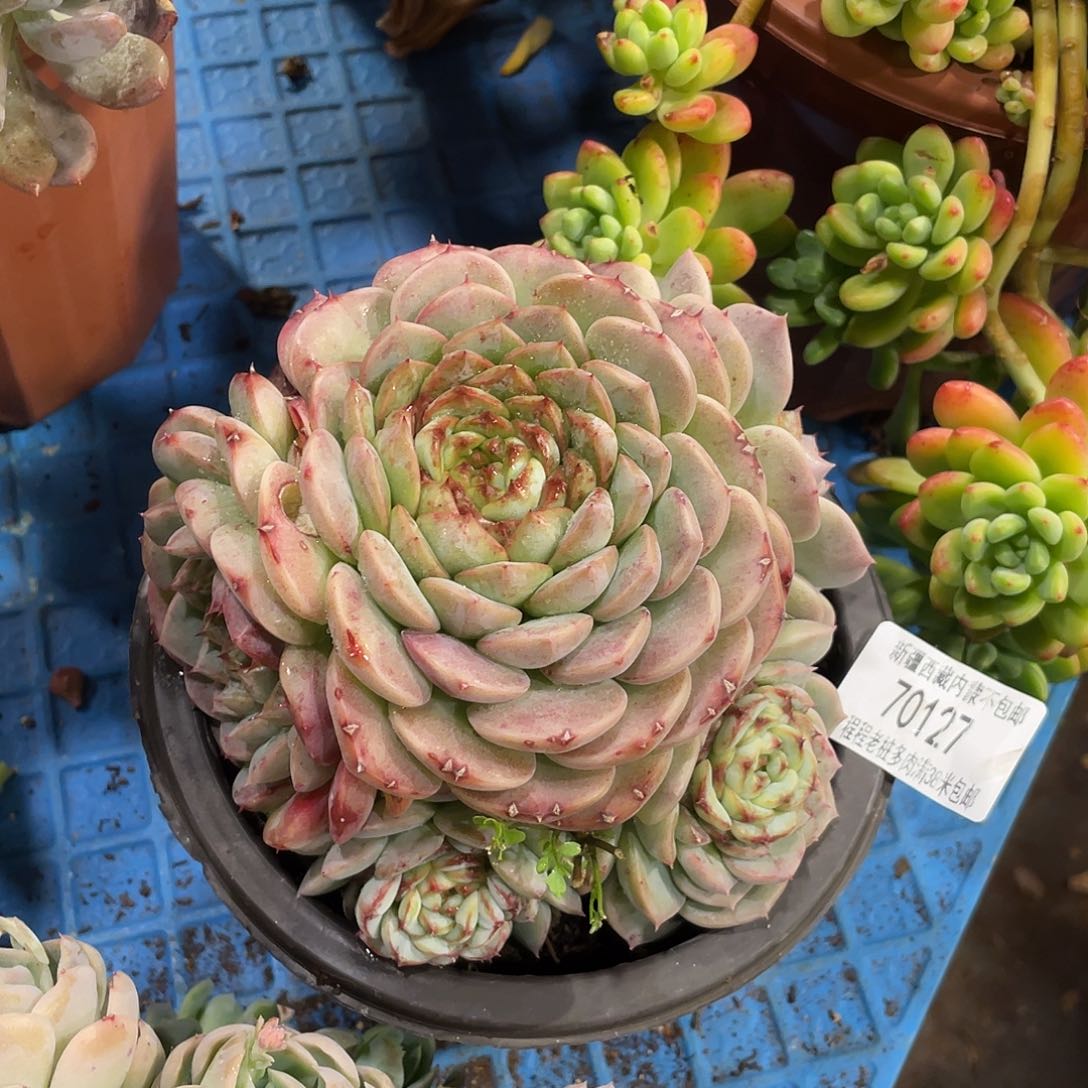 悠**得天鹅绒70127多肉