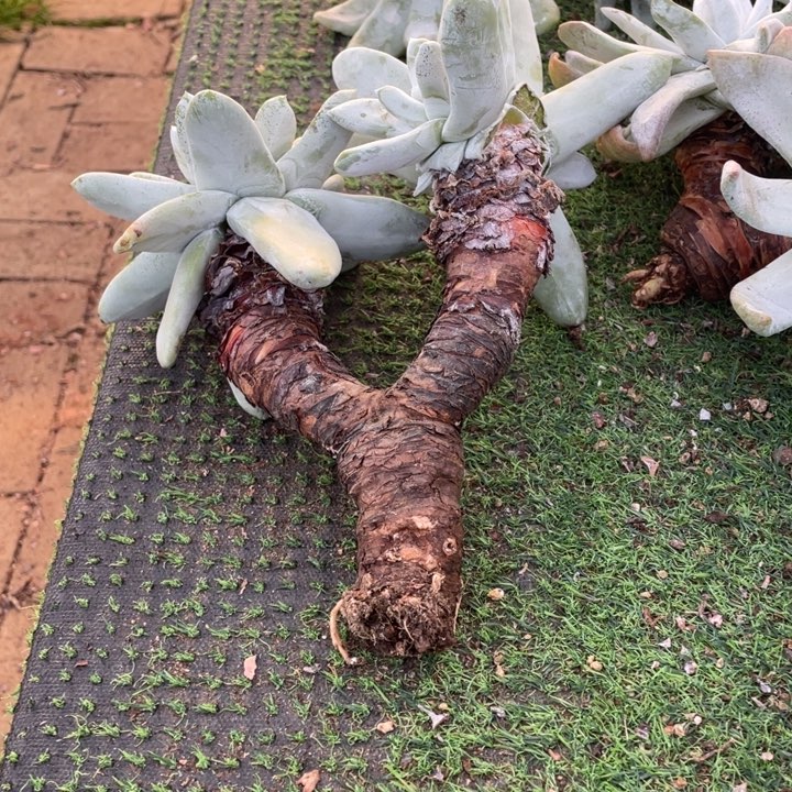 派****拇指粗桩福利粗桩