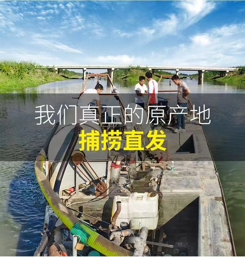 【超小号福利】天津野生超小号红虫现货发货拉饵喂鱼专用活饵鲫鱼饵