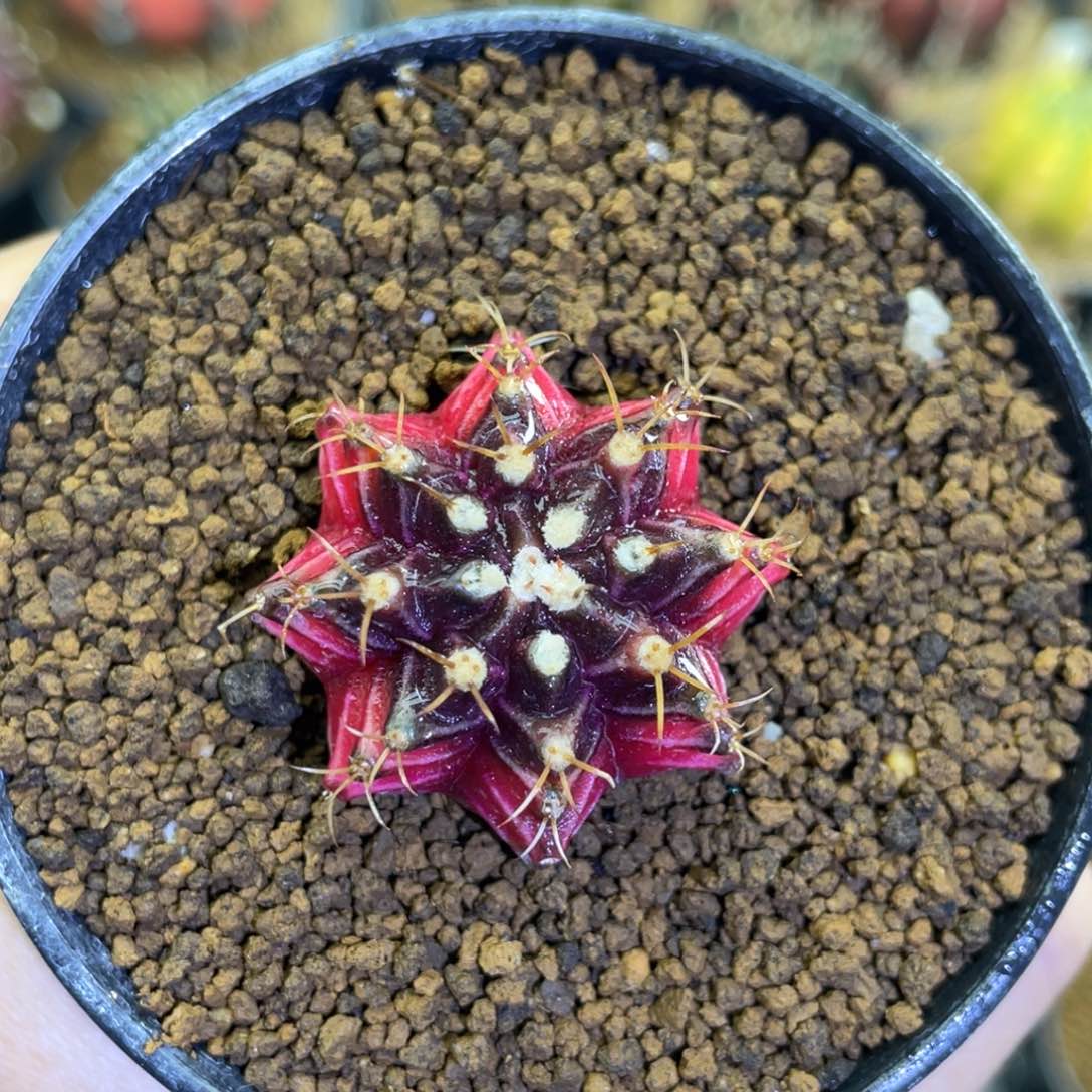 米哈星球0000000007